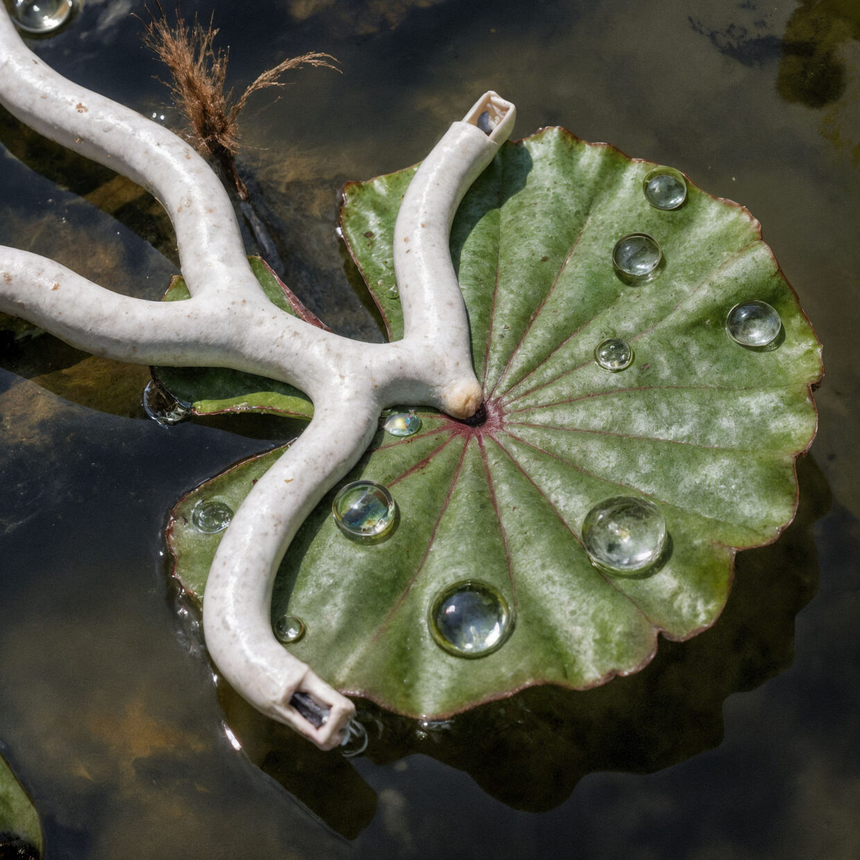 Where water remembers